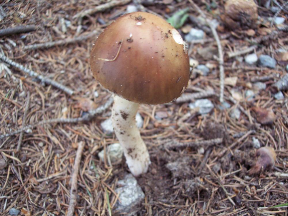 Finalmente funghi in valle (aosta)